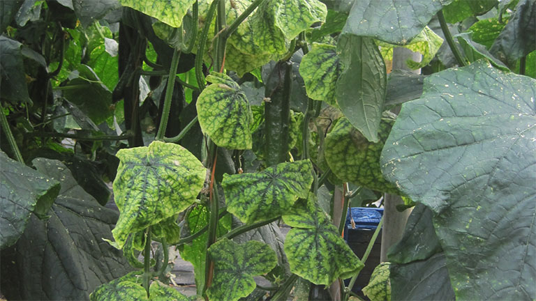 Vírus ToLCNDV em variedades de pepinos suscetíveis