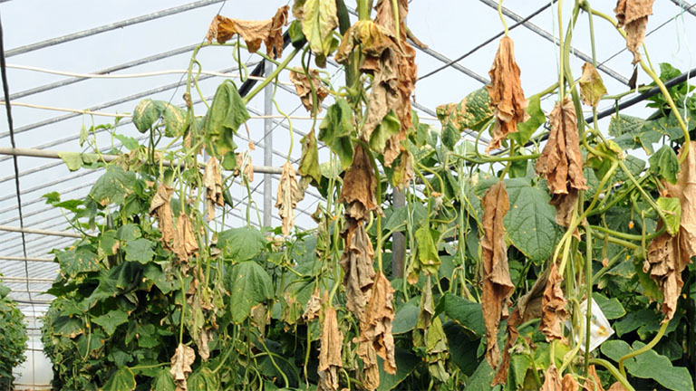 Fusarium em variedades suscetíveis