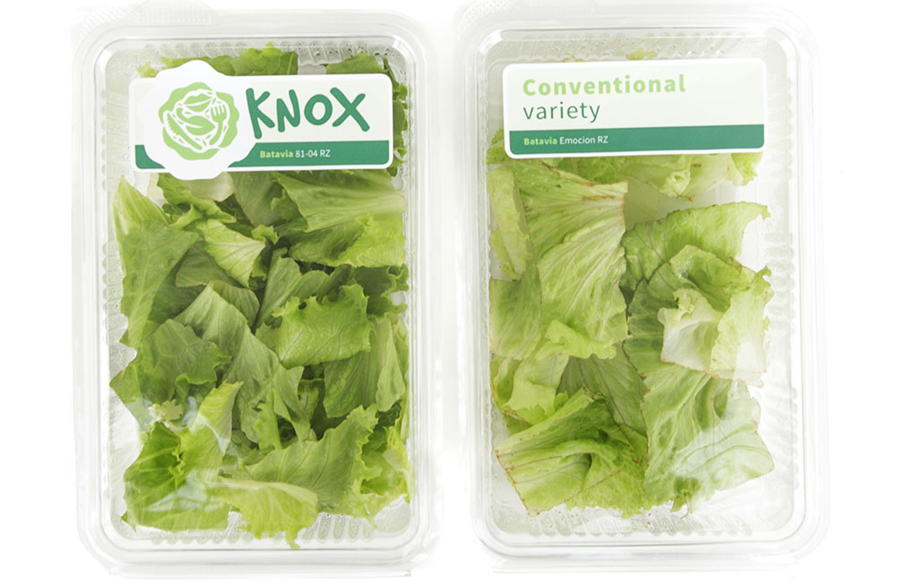 Knox – die Schnitt und Bruchstellen bleiben weiß